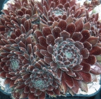 Sempervivum Americanos
