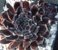 Sempervivum Ashanti