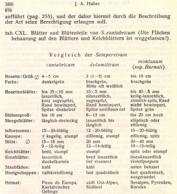 J. A. Huber 
auffhrt (pag. 255), und der daher hiermit durch die Beschreibung 
der Art seine Berechtigung erlangen soll. 
tab. CXL Bltter und Bltenteile von S. cantabricum (Die Flchen 
behaarung auf den Blttern und Kelchblttern ist weggelassen!). 
Vergleich der Semperrivum 
Can 
Rosette: Cm 
Rosettenbltter: 
Stengelbltter : 
Infloreszenz: 
Knospe: 
Blte : 
Kelchbltter: 
Kronbltter: 
Staubfden : 
Honigschuppen : 
Heimat: 
dunkelgrn 
bis mm 
lanzettlich, 
kurz 
Rand bewimpert, 
Spitze dunkelrot 
bis 16 cm 
lnglich-dreieckig 
1530-b1Utig 
kugelig, stumpf 
15 18 mm 
912-teilig 
breit. stumpf 
lanzettlich 
dunkelkarmin 
kahl 
halbkreisformig 
Picos de Europa, 
Kantabrisches 
Gebirge 
do lom m 
3 (15) cm 
frischgriin, 
Mitte on weilich 
15>5 mm 
zugespitzt, 
Rand bewimpert, 
Spitte und Basis rot 
812 cm 
lanzettlich bis 
lnglich 
12  20-bliitig 
eifrmig, stumpf 
mm 
1214-teilig 
stumpf 
breit lanzettlich 
tief rosenrot 
kahl 
fast quadratisch 
sdl. Ost-Alpen, 
Sdtirol 
m on tan um 
(ssp. Burnati) 
bis 15 cm 
frisch grn 
bis 40 5 mm 
keili -lanzettlich, 
ziemfich spitz, Rand 
nicht bewimpert, 
Spitze grn 
bis 20 cm hoch 
elliptisch Oder 
10 )-bliitig  
eifrmig, spitz 
mm 
10_ 15-teilig 
spitz Oder stumpf 
lineallanzettlich 
violettpurpurn 
unten behaart 
last quadratisch, 
ausgerandet 
Seealpen, Pyrenen, 
Korsika 