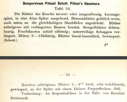 Sempervivum Pittonii Schott. Pittonis Hauswurz. 