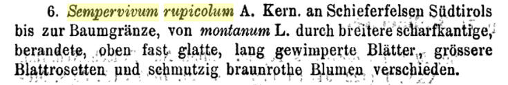 6. &mpervivum rupicolum A. Kern. an Schieferfelseu Sdtirols 
bis zur Baumgrnze, von montanum L. durch bieiteie scharfkantige/ 
berandete, oben fash glatte, lang gewimperte Bltterw grssere 
Blattrosetterr pud esc!nuutzig. braunrote Ylurueu vgrscbiedn. 